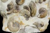 Fossil Ammonite (Leioceras) Cluster - Dorset, England #171253-1